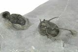 Three Devil Horned Cyphaspis Trilobite - Mrakib, Morocco #276161-6